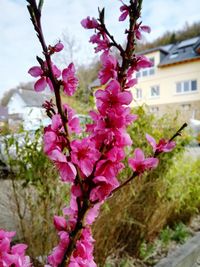 Close-up of pink flowers blooming on tree