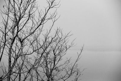 Low angle view of silhouette bare tree against clear sky