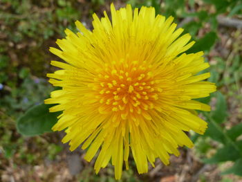 Close-up of yellow flower blooming outdoors