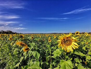 Scenic view of sunflower field against sky