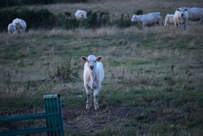 Cows on field