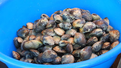 High angle view of shells in container