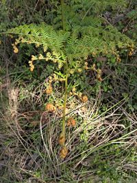 High angle view of plants growing on field