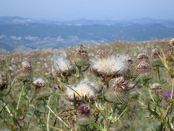 Close-up of wilted thistle on field against sky