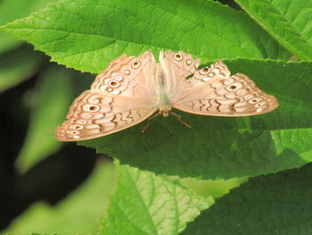 Close-up of butterfly on leaves