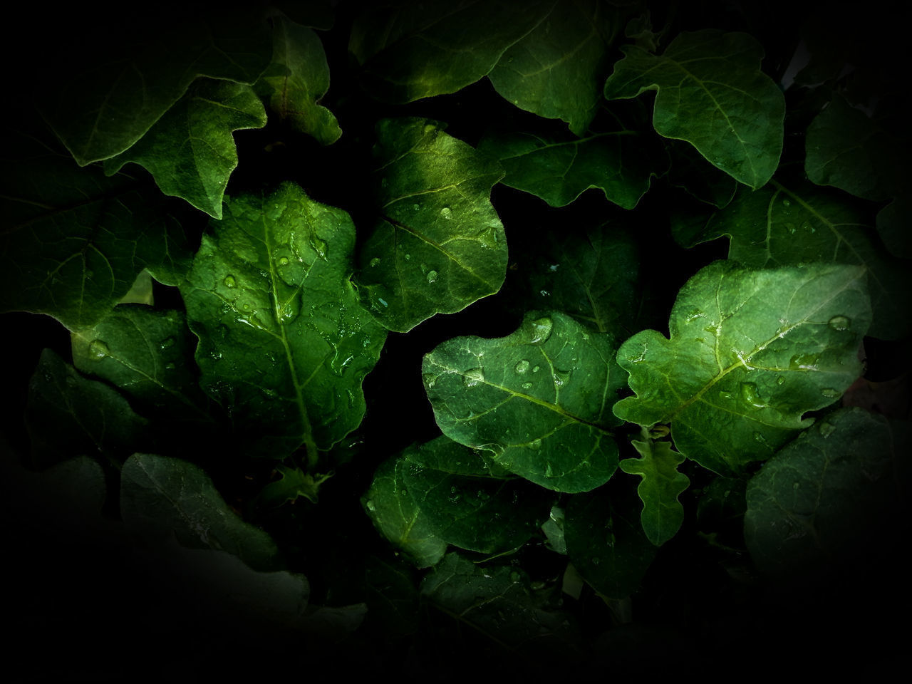 CLOSE-UP OF WET PLANT LEAVES