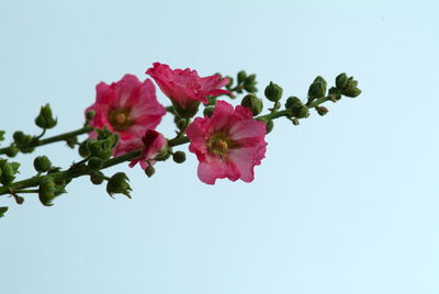 Low angle view of pink flowers against clear sky