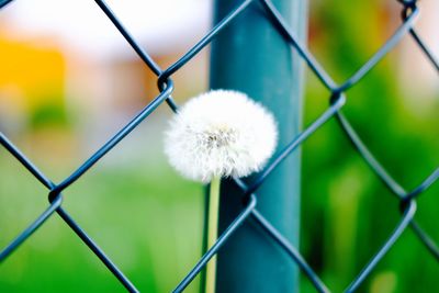Close-up of chainlink fence
