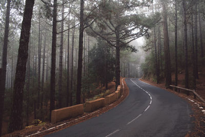 Empty road amidst trees in forest