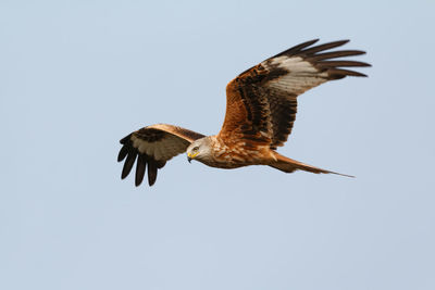 Low angle view of eagle flying in sky