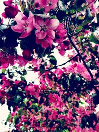 Close-up of flowers blooming on tree