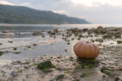 Close-up of pumpkins on beach