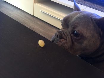 Close-up of dog on table
