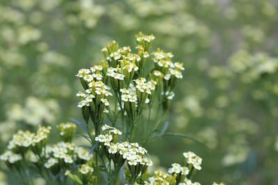 Close-up of flowering plant