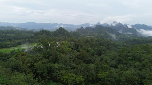 forest