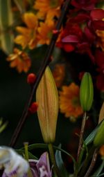 Close-up of flowering plant