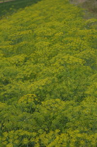 Full frame shot of green plants