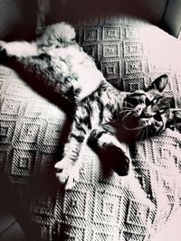 High angle view of dog sleeping on bed