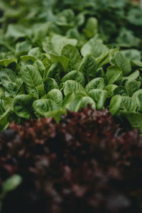 Close-up of vegetables on field