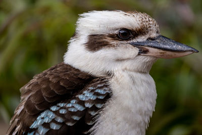 Close-up of a bird