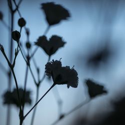 Close-up of flowers against blurred background