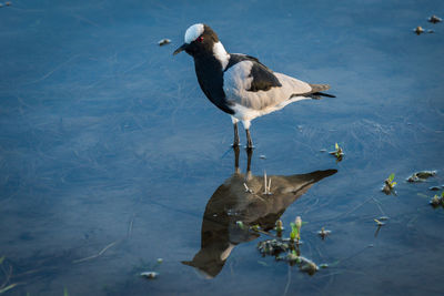 High angle view of blacksmith plover in lake on sunny day