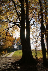 Trees in forest during autumn