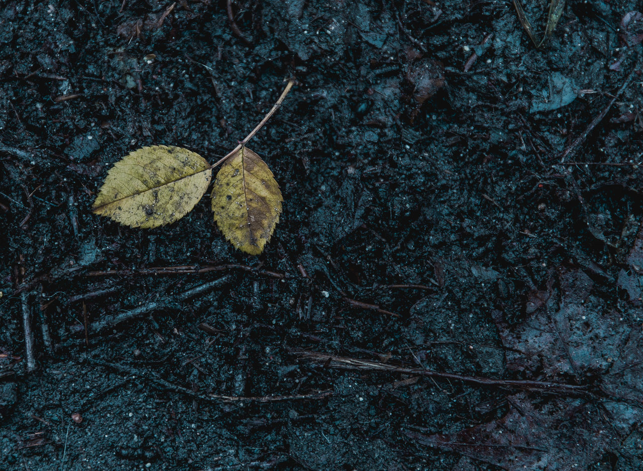 HIGH ANGLE VIEW OF DRY LEAVES ON PLANT