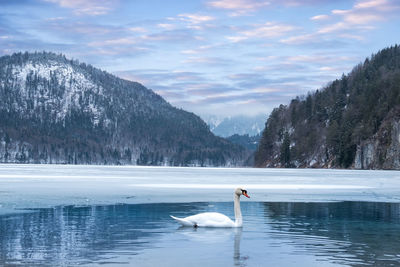 Swans in a lake