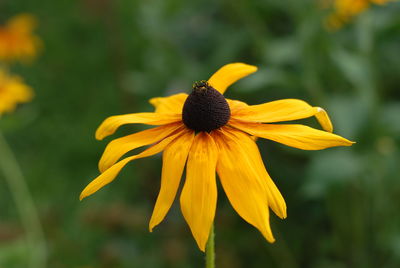 Close-up of yellow flower