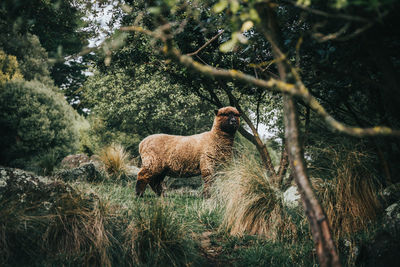 Lion standing in a field