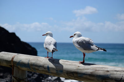 Seagulls perching on wooden post