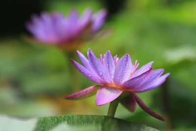 Close-up of pink water lily