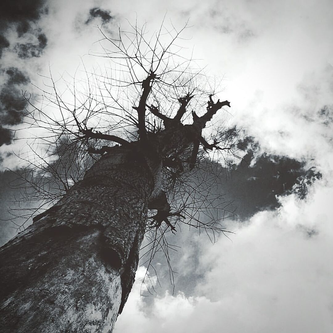 LOW ANGLE VIEW OF BARE TREE AGAINST CLOUDS