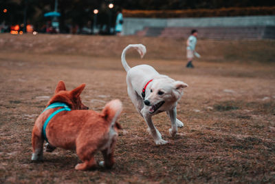 View of dog running