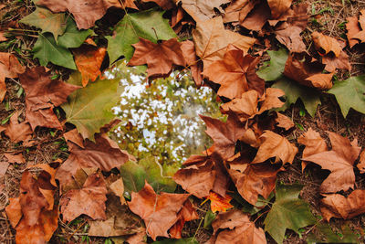 High angle view of maple leaves on land