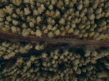 Full frame shot of trees during autumn