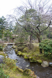 Trees by lake against sky