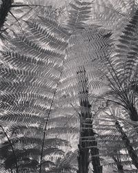 Full frame shot of palm tree