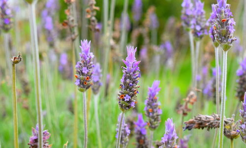 Close-up of purple flowers growing in garden