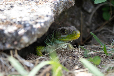Close-up of lizard on land