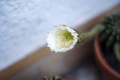 Close-up of white flowering plant