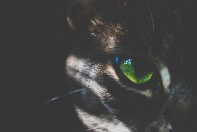 Close-up portrait of a cat