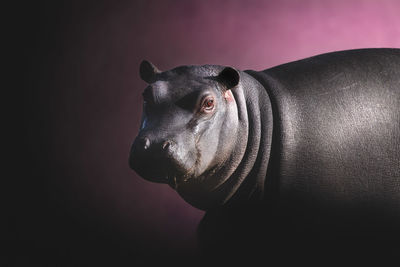 Close-up of dog looking away against black background