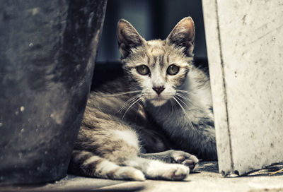 Close-up portrait of kitten relaxing outdoors