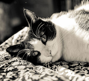 Close-up of cat lying on bed