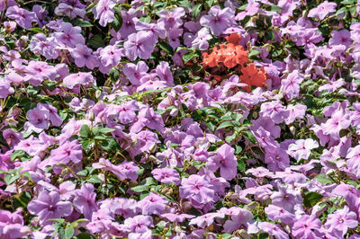 Close-up of purple flowering plants