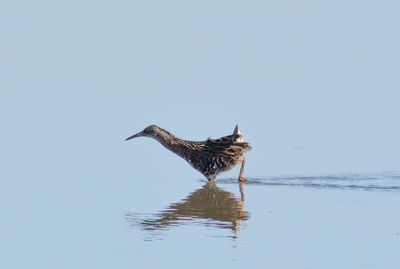 Bird on a lake