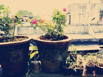 Potted plants on the wall