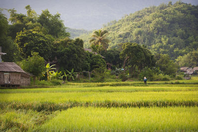 Scenic view of rice field against sky